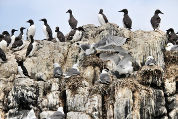 Wall Mural - Kittiwakes on Farne islands