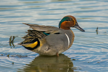 Wall Mural - Drake Green-winged Teal