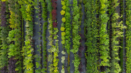 Different ornamental plants on the local farm to grow seedlings of trees and shrubs. A set of beautiful plants, a view from above. Plants from Ukraine