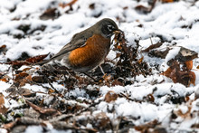 American Robin (Turdus Migratorius) Searching For Food In Winter
