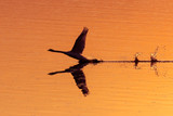 Fototapeta  - Łabędź Cygnus olor startuje