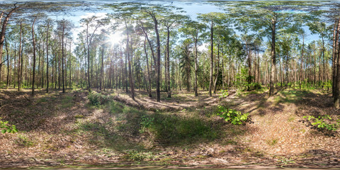 Wall Mural - full spherical hdri panorama 360 degrees angle view in pinery forest in equirectangular projection. VR AR content