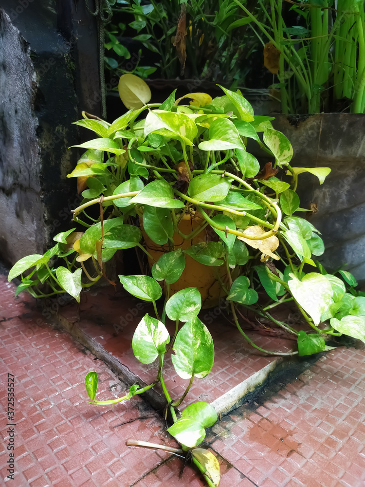 money plant twigs sprouting out of a pot. Epipremnum aureum/pinnatum or  Scindapsus aureus is the scientific name for money plant. Common names are  Pothos, Devils Ivy and Silver Vine. Stock Photo |