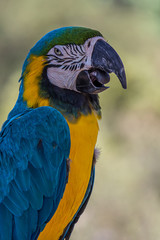 Wall Mural - Portrait of a blue-and-yellow macaw (Ara ararauna) sitting on a branch and looking at the side. This parrots inhabits forest, woodland and savannah of tropical South America.