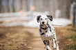 Beautiful running young dalmatian dog