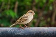 © B.Rath Photography - beautiful house sparrow bird passer domesticus sittiing male and female house sparrow
