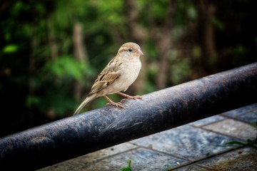 beautiful house sparrow bird passer domesticus sittiing male and female house sparrow 