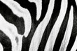 Drawing on the skin of a zebra.