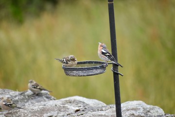 Group of chaffinches and small birds are eating together