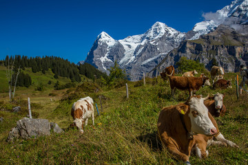 Wall Mural - A Swiss farm with Brown Swiss and hereford cows in the alpine mountains  above the village of Murren, Switzerland.