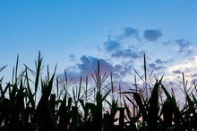 Silhouette Of Field Corn Tassels With Blue And Purple Clouds. 