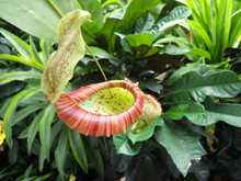 Nepenthes Carnivorous Plant With Rainshield - Green And Red