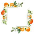 Frame of hand drawn blooming mandarin tree branches, mandarin flowers and mandarins, isolated illustration on a white background