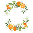 Wreath of hand drawn blooming mandarin tree branches, mandarin flowers and mandarins, isolated illustration on a white background