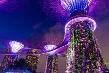 SINGAPORE, 3 OCTOBER 2019: The Supertrees Of Gardens By The Bay