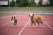 Dogs ready to run on the track