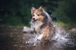 Happy dog in the water