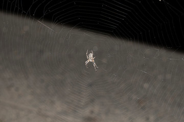 spider on a web