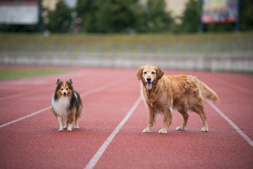 Wall Mural - Dogs ready to run on the track