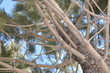 upview image of pine tree in the forest