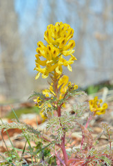 Canvas Print - Flowers of birthwort (Corydalis speciosa)