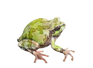 Poster - Tree-frog (Hyla Japonica)