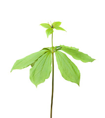 Poster - Blooming noxious herb Paris (Paris hexaphylla)