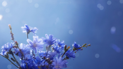 chicory flowers close up  on blue background