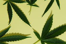 Marijuana Leaves In Green Background