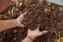 Anonymous Crop Farmer Taking Soil With Bare Hands Full Of Worms From Compost Pile In Countryside