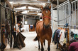 © Raquel Arocena/ADDICTIVE STOCK - Cute chestnut horse in bridle standing in shabby barn on ranch and looking at camera