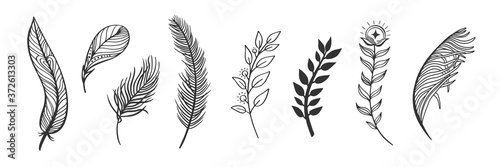 Fotomural Set of hand drawn illustrations of feathers and twigs