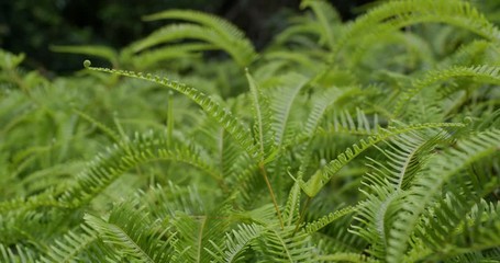 Wall Mural - Green fresh fern plant in forest