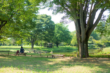 trees and green grass in the natural park in tokyo, japan