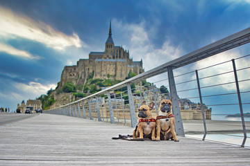 Two French Bulldog dogs sightseeing on vacation on bridge in front of famous French landmark 'Le Mont-Saint-Michel' in background in Normandy France
