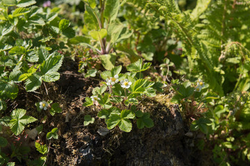 spring flowering wild strawberry plant (fragaria vesca) growing from the stump of a rotting tree in 