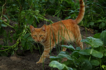 House cat walking at the green garden. Cute orange kitty. Wallpaper, backdrop and postcard.