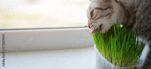 Photographie Close-up of a beautiful grey cat eating fresh green grass.