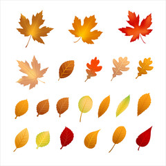 collection of autumn leaf