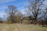 Fototapeta Tulipany - The ruins of an old abandoned village house among the trees. Landscape. An old abandoned house in the thicket.