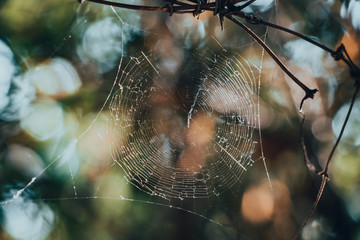 spider on web