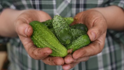 Wall Mural - Fresh and ripe cucumbers in a hands of farmer