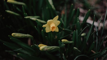 Spring Daffodils Blossom In The Rain In Cold Day