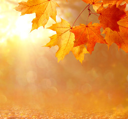 beautiful autumn landscape with yellow trees and sun. colorful foliage in the park. falling leaves n
