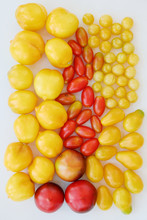 Various Heirlooms Of Tomatoes Background. Texture Made Of Round, Fresh And Ripe Yellow And Red Tomatoes.