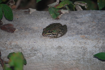 Iberian Frog on Wall, Amphibian 