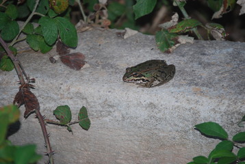 Iberian Frog on Wall, Amphibian 