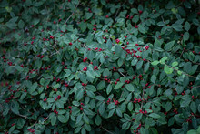 Wild Honeysuckle With Red Berries On A Background Of Green Leaves