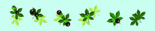 Aesculus. Buckeye. Horse Chestnut. Chestnut. Medical Plant. Vector Illustration