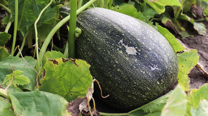 Green juicy ripening homemade organic pumpkin grows in the vegetable garden. Growing vegetables in a pumpkin plant or in a countryside garden